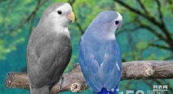 欧美硬核鸽子品种图片,探寻飞翔的艺术与力量